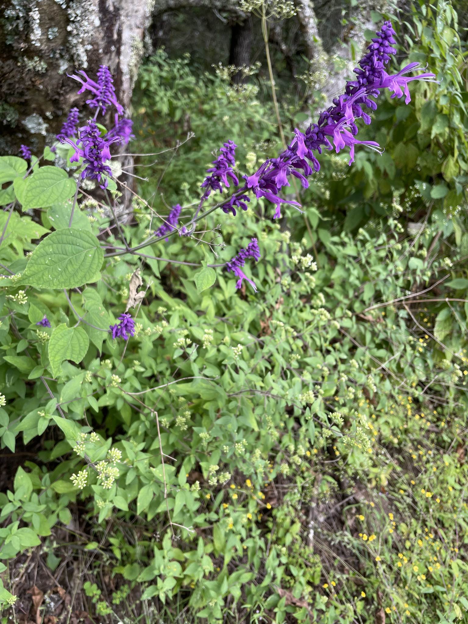 Salvia purpurea